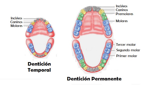dientes-permanentes-temporales-odontopediatría-niños-dentista